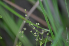Juncus brachycephalus