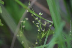 Juncus brachycephalus