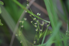 Juncus brachycephalus