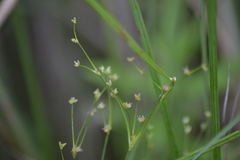 Juncus brachycephalus