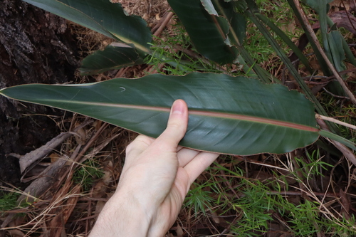 Strelitzia reginae