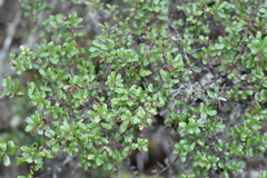 Arctostaphylos nummularia
