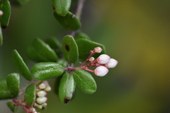 Arctostaphylos nummularia