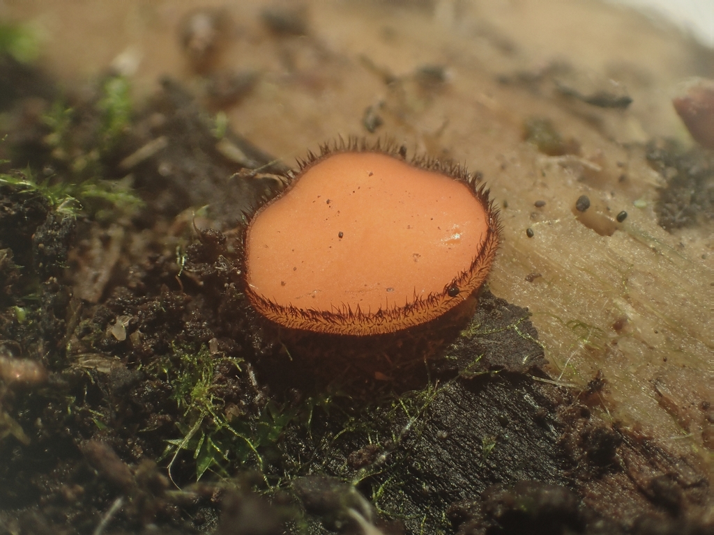 Scutellinia kerguelensis