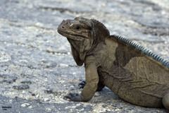 Cyclura cornuta