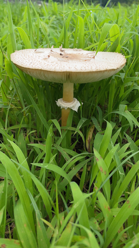 Chlorophyllum molybdites