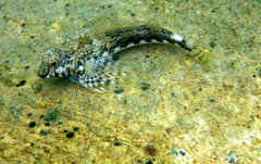 Lepidoblennius marmoratus