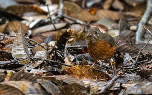 Everett's Thrush (Zoothera everetti), photo 9