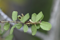 Arctostaphylos nummularia