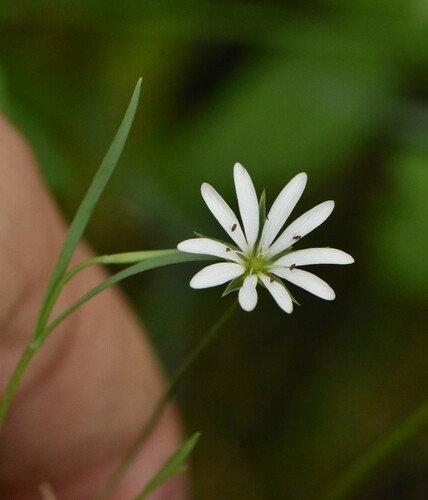 Image of Stellaria palustris by (c) Марина Садыкова, some rights reserved (CC BY)