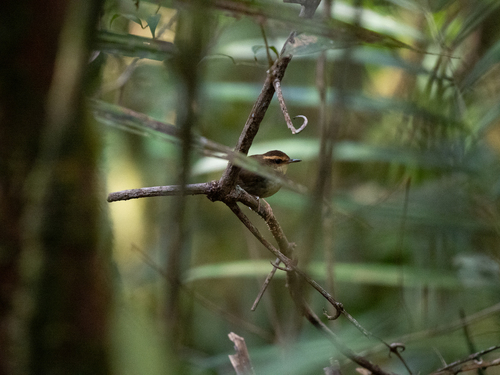 Bornean Stubtail (Urosphena whiteheadi), photo 7