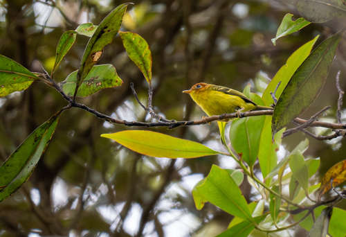 Yellow-breasted Warbler (Phylloscopus montis), photo 6