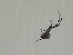Araneidae