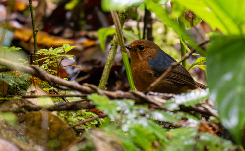 Bornean Shortwing (Brachypteryx erythrogyna), photo 4
