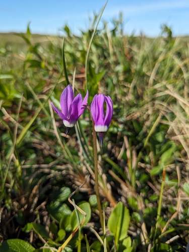 Northern Shooting Star