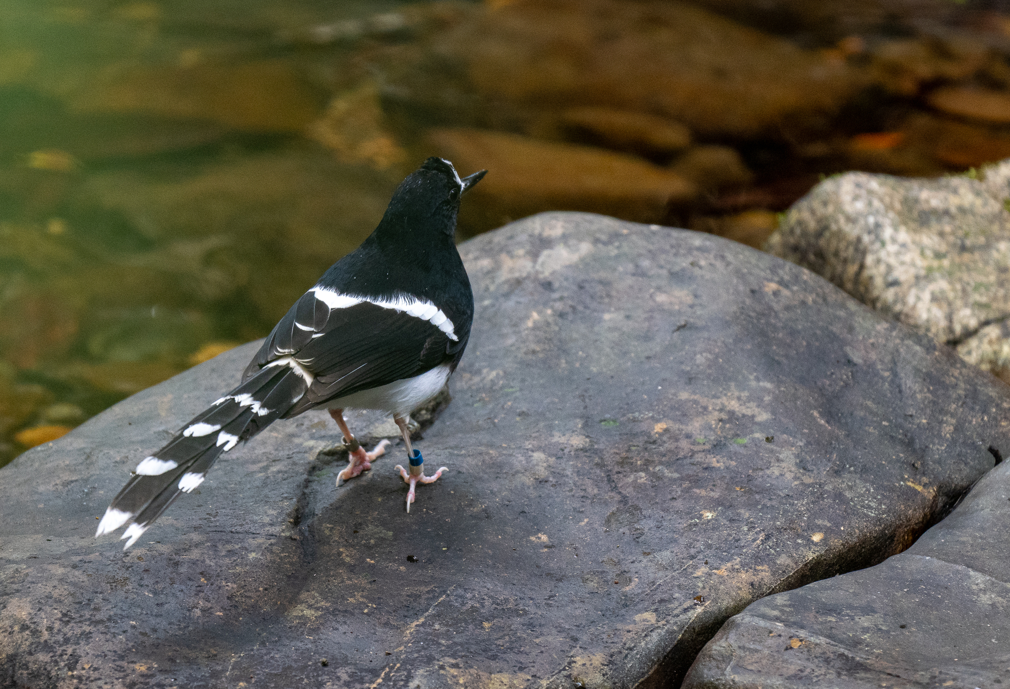 Bornean Forktail (Enicurus borneensis), photo 9