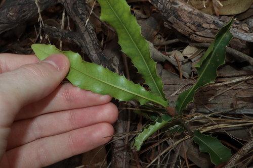 Image of Macadamia integrifolia by (c) Thomas Mesaglio, some rights reserved (CC BY)