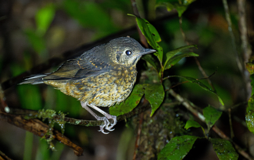 Everett's Thrush (Zoothera everetti), photo 10