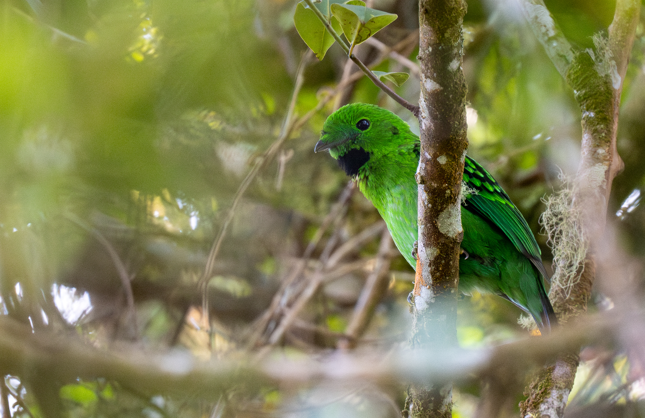 Whitehead's Broadbill (Calyptomena whiteheadi), photo 10