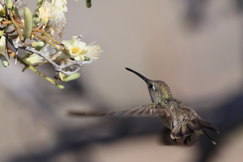 Spot-throated Hummingbird (Thaumasius taczanowskii), photo 10