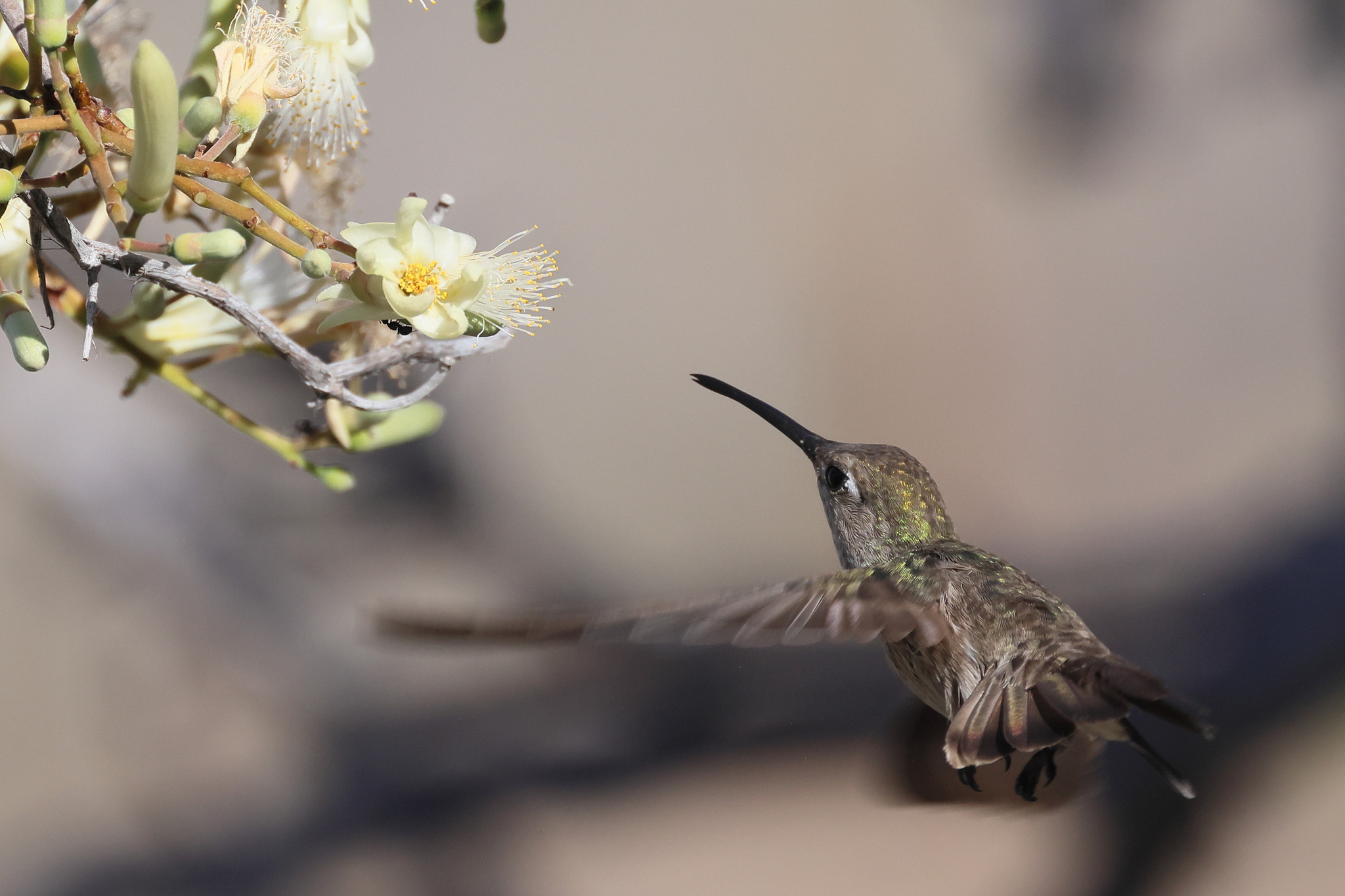 Spot-throated Hummingbird (Thaumasius taczanowskii), photo 3