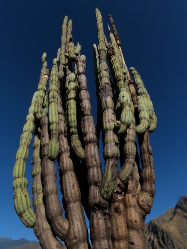 Armatocereus rauhii, photograph 1