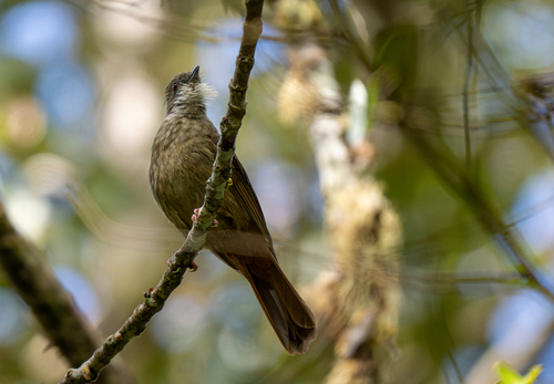 Penan Bulbul (Alophoixus ruficrissus), photo 5