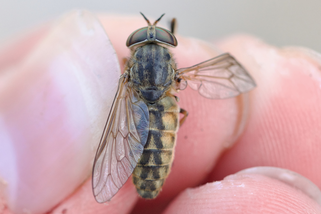 Hybomitra frontalis