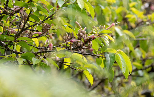 Wightia borneensis (Wightia borneensis)