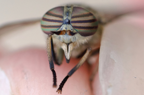Hybomitra frontalis photo 4