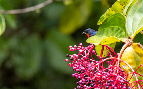 Black-sided Flowerpecker (Dicaeum monticolum), photo 8