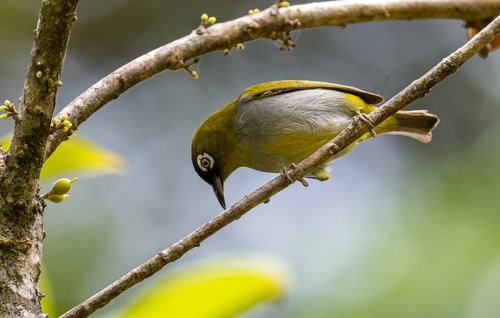 Black-capped White-eye (Zosterops atricapilla), photo 2