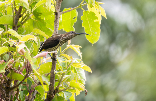 Whitehead's Spiderhunter (Arachnothera juliae), photo 10