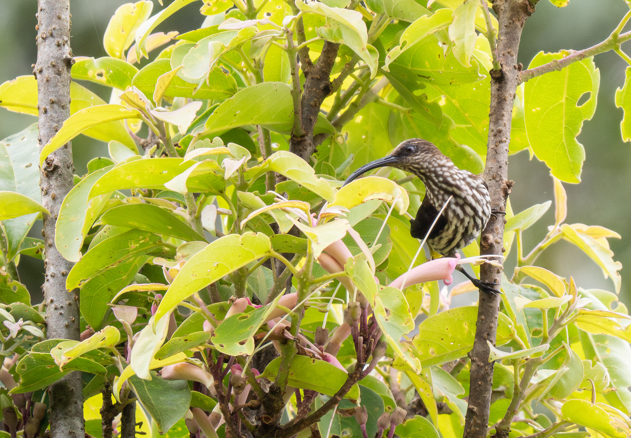 Whitehead's Spiderhunter (Arachnothera juliae), photo 8