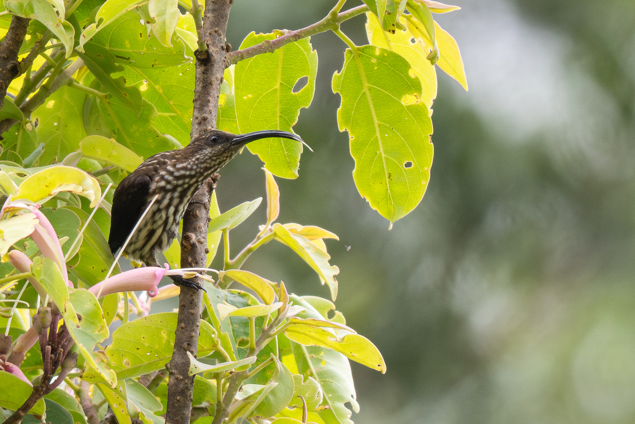 Whitehead's Spiderhunter (Arachnothera juliae), photo 9