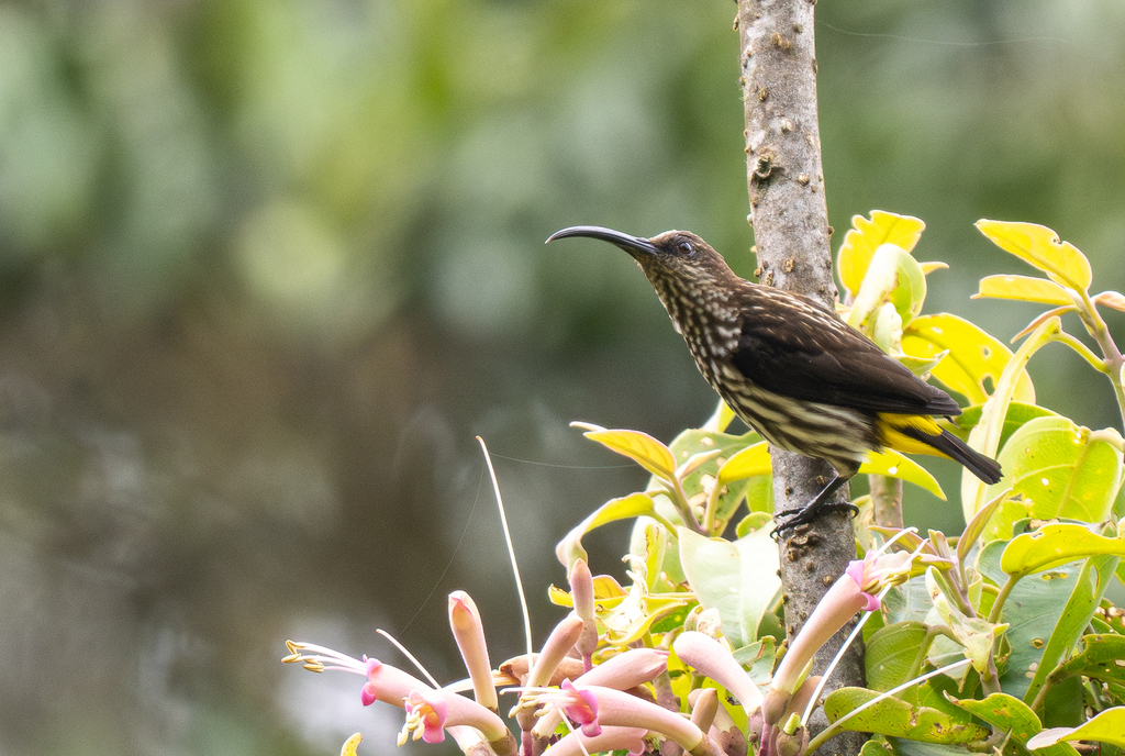 Whitehead's Spiderhunter