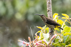 Whitehead's Spiderhunter photo 1