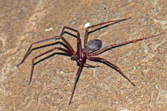 Loxosceles rufescens