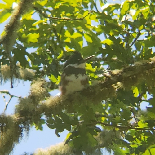 Belted Kingfisher photographed in Washington