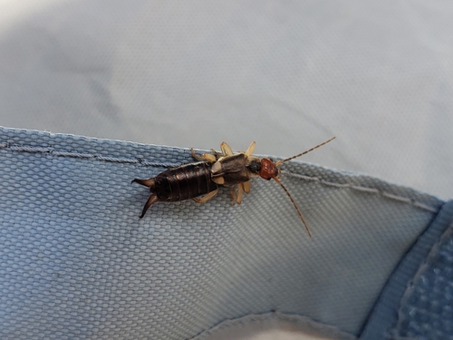European earwig