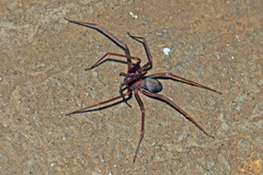 Loxosceles rufescens