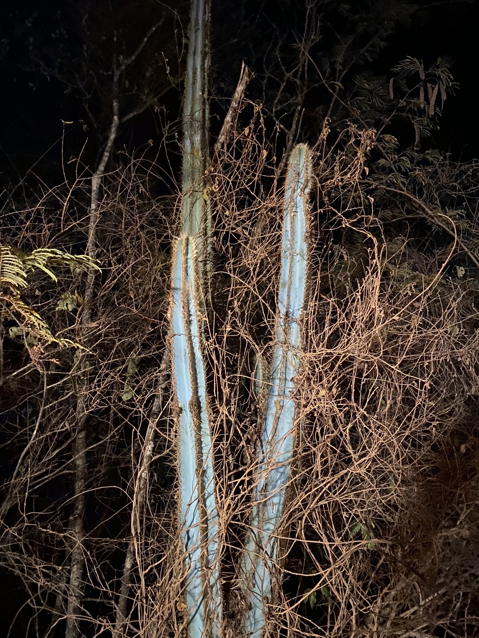 Pilosocereus pachycladus