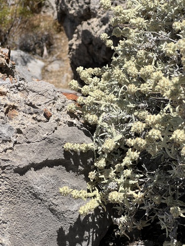 Utah butterflybush (Buddleja utahensis)
