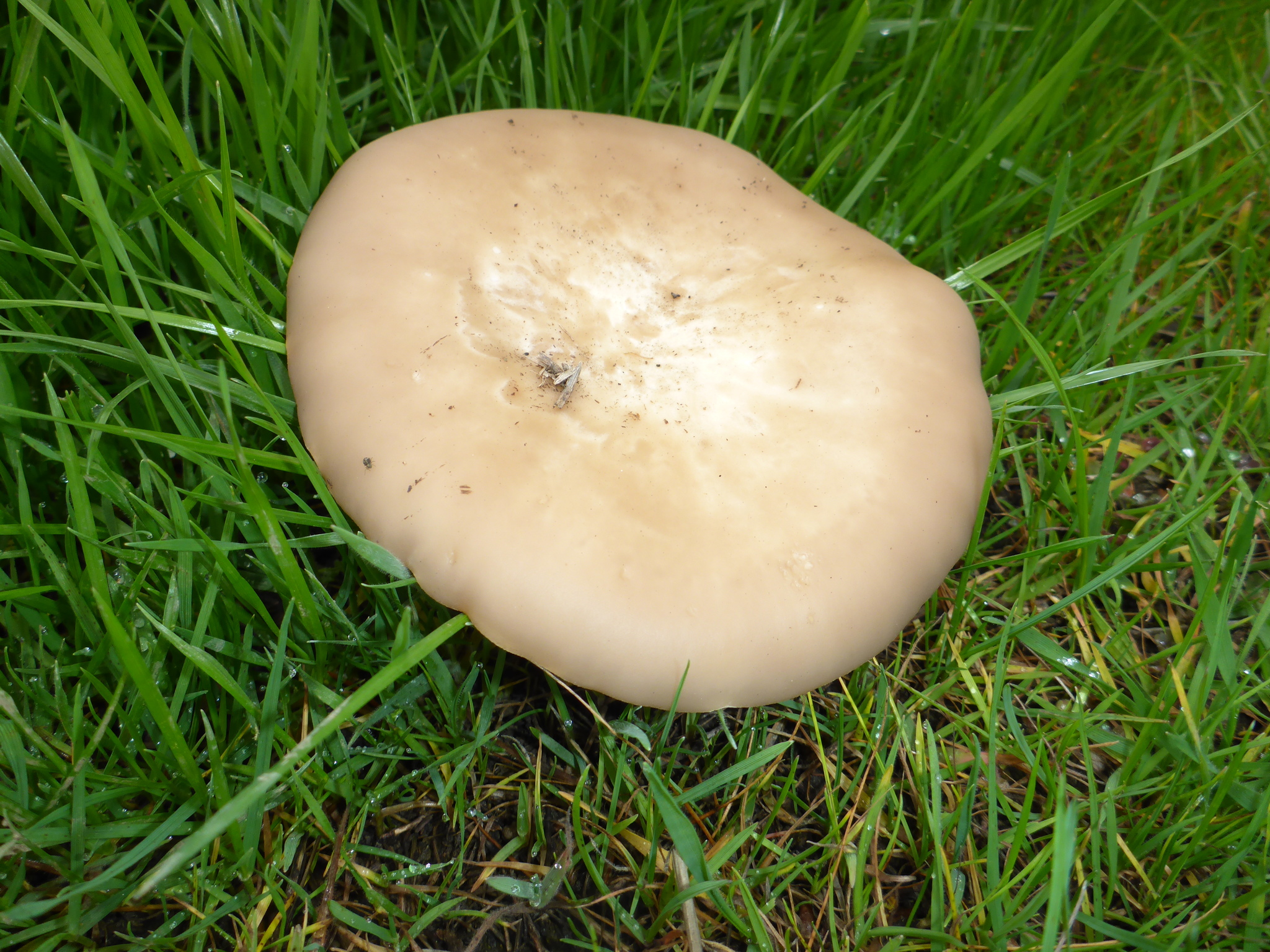 Clitocybe brunneocephala image