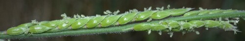 Eriochloa contracta iNat (3)