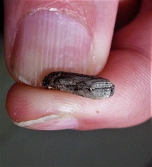 Cryptaspasma querula