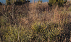 Yucca campestris