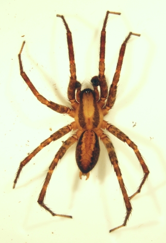Hololena pacifica