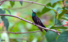 Riccordia swainsonii
