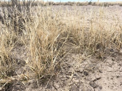 Scleropogon brevifolius